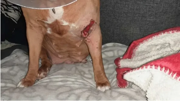 Hundägare åtalas för att ha sytt ihop sin hunds bitskada